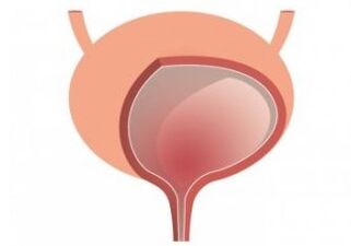 bladder and strengthening the organs of the organs